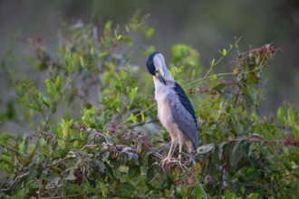 Black crowned night heron (Nycticorax nycticorax) Pantanal Brazil