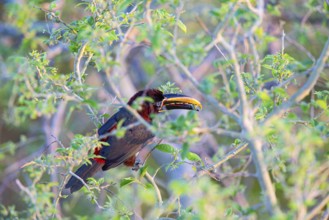 Chestnut-eared aracari (Pteroglossus castanotis) Pantanal Brazil