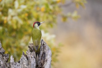 Green woodpecker (Picus viridis) Germany