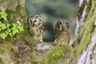 Great Horned Owl (Aegolius funereus), Great Horned Owl, adult, juvenile, on tree, on guard,