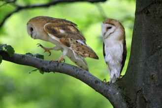 Barn owl (Tyto alba), adult, pair, vigilant, on tree, in summer, Šumava, Czech Republic, Europe