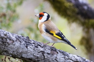 Goldfinch (Carduelis carduelis) Germany