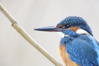 Kingfisher (Alcedo atthis) ml Germany