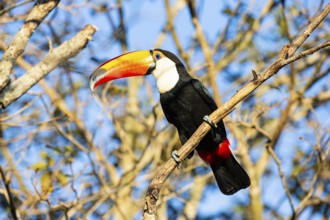 Giant toucan (Ramphastos toco) Pantanal Brazil