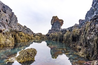 Rock formations by the sea at Djupalonssandur beach on the Snaefellsnes peninsula in winter in