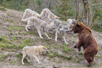 A pack of grey wolves (Canis lupus lupus) encounters a European Brown Bear (Ursus arctos arctos)