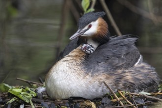 Great Crested Grebe (Podiceps Scalloped ribbonfish) with juveniles), Emsland, Lower Saxony,
