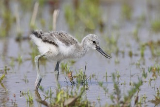 Avocet (Recurvirostra avosetta) Young bird foraging in the shore zone at the lake, Wildlife, Wading