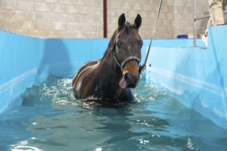 Horse during a hydrotherapy on a water treadmill inside a pool