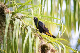Yellow-rumped cacique (Cacicus cela) Pantanal Brazil