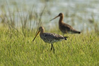 Black-tailed godwit (Limosa limosa), standing in a wet meadow, Texel, province of North Holland,