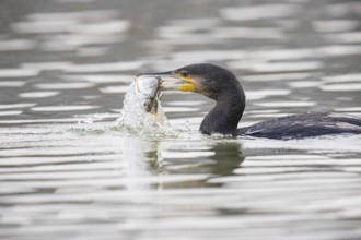 Cormorant (Phalacrocorax carbo) catching fish Germany