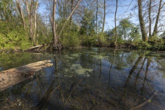 A pond with a log in it. Groundwater source of clear and transparent water. Colmar, Upper Rhine,
