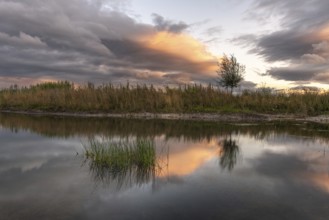A body of water with a tree in the foreground. The water is calm and the sky is cloudy. Bas-Rhin,