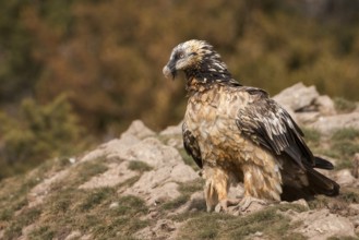 Bearded vulture (Gypaetus barbatus), also known as lammergeier or bone crusher, foraging, young