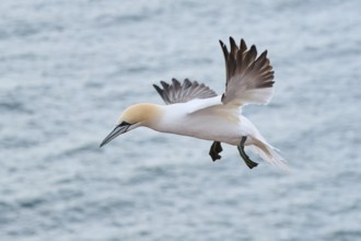Northern gannet (Morus bassanus) flying over the sea, wildlife, Helgoland, Germany, Europe