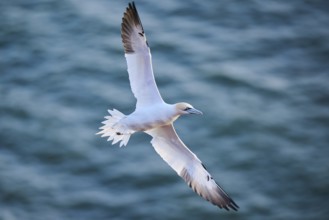Northern gannet (Morus bassanus) flying over the sea, wildlife, Helgoland, Germany, Europe