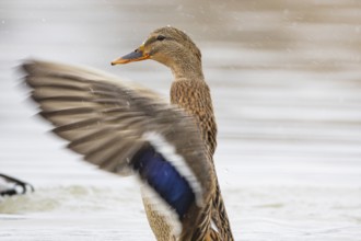 Mallard (Anas platyrhynchos) wbl Germany