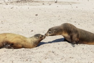 Sea lions (Zalophus wollebaeki), San Cristobal, Galapagos, Ecuador, South America