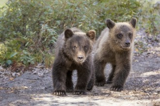 Grizzly Bear (Ursus arctos horribilis) two bear cubs, British Columbia, Canada, North America