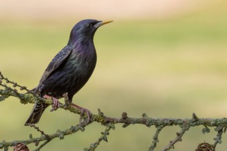 Common Starling (Sturnus vulgaris) perched on a branch, Lower Saxony, Germany, Europe