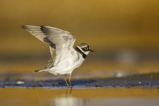 Little Ringed Plover (Charadrius dubius) female flapping, North Rhine-Westphalia, Germany, Europe