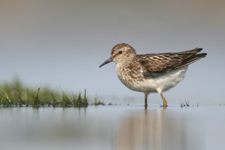 Least Sandpiper (Calidris minutilla), Ohio, USA, North America
