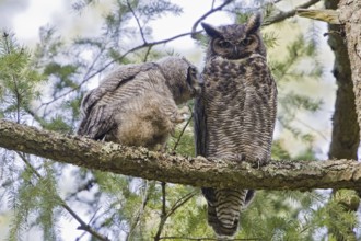 Great Horned Owl (Bubo virginianus), British Columbia, Canada, North America
