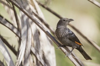 Tristram's Starling - Tristramstar - Onychognathus tristramii, Oman, female adult, Asia