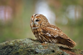 Tawny owl sitting on the stone n forest. Clear green background. Beautiful animal in the nature.