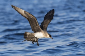 Parasitic Jaeger (Stercorarius parasiticus) flying, Eilat, Israel, Asia