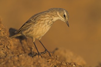Water Pipit (Anthus spinoletta), Oman, Asia