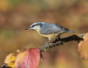 Red-breasted Nuthatch (Sitta canadensis), Saskatchewan, Canada, North America