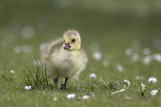 Canada Goose (Branta canadensis) chick, North Rhine-Westphalia, Germany, Europe