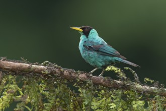 Green Honeycreeper (Chlorophanes spiza) male, Costa Rica, Central America