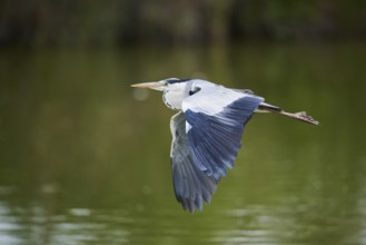Grey heron (Ardea cinerea) flying above the water, Parc Naturel Regional de Camargue, France,