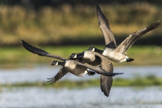 Canada Goose (Branta canadensis) birds in flight over Marshes