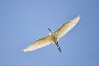 Great egret (Ardea alba) flying in the sky, Camargue, France, Europe