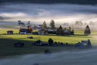 Morning atmosphere, fog near Oberstdorf, Oberallgäu, Bavaria, Germany, Europe