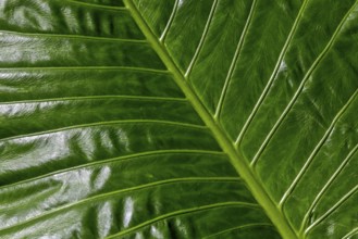 Leaf of the giant elephant ear, also known as giant taro (Alocasia macrorrhizos), close-up,