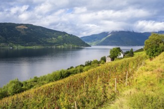 Apple trees on the shore of the Hardangerfjord, Lofthus, Vest Norway