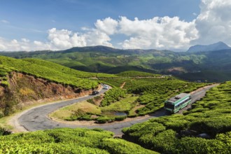 Passenger bus on road in tea plantations, Munnar, Kerala state, India, Asia