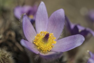 Common Pasque Flower (Pulsatilla vulgaris), Burgenland, Austria, Europe
