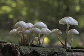 Porcelain fungi (Oudemansiella mucida), Emsland, Lower Saxony, Germany, Europe