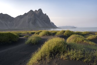 Black beach with volcanic sand, sandy beach, dunes with grass, Stokksnes headland, Klifatindur