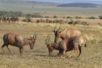 Fight between two Topi lei antelope bulls, Maasai Mara Game Reserve, Kenya, Africa