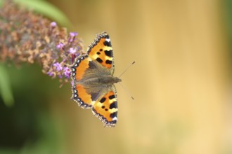 Small tortoiseshell (Aglais urticae), on summer lilac or butterfly-bush (Buddleja davidii), Wilden,