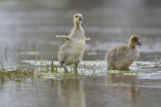 Greylag goose (Anser anser), chicks stand in the water, Burgenland, Austria, Europe