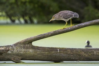 Black-crowned night-heron, black-capped night-heron (Nycticorax nycticorax) juvenile walking over