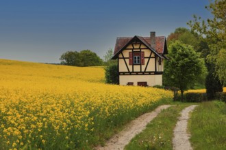 Small half-timbered house surrounded by flowering rape fields, Bamberg, Upper Franconia, Germany,
